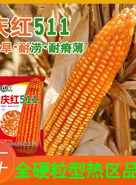 玉米种子庆红511全硬粒型长棒