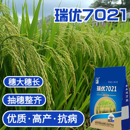优质香型长粒水稻种子瑞优7021