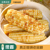 云南西双版 云南果果 纳老品种香糯小玉米新鲜日期早餐代餐零食