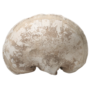 灵芝 白灵芝 玉灵芝东北长白山非西藏野生云南整支苦白蹄林芝250g