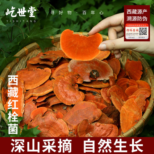 屹世堂西藏野生红栓菌灵芝500克