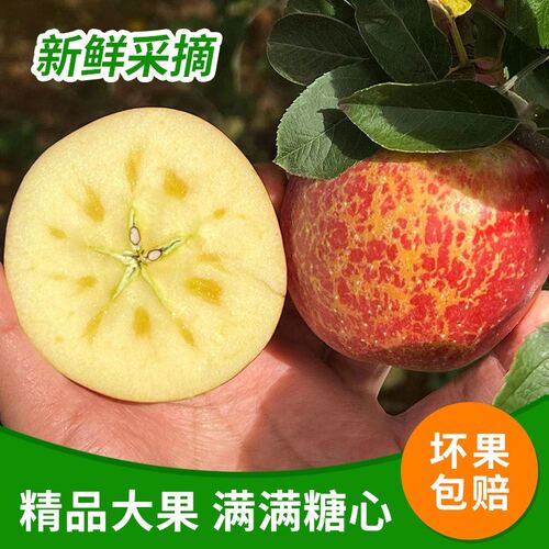 正宗云南昭通苹果新鲜水果脆甜多汁现摘现发丑苹果产地直发整箱