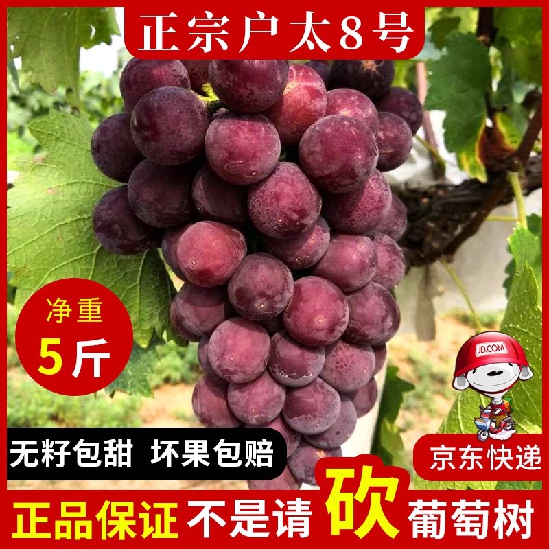 【京东】正宗户县户太八号葡萄5葡萄/提子