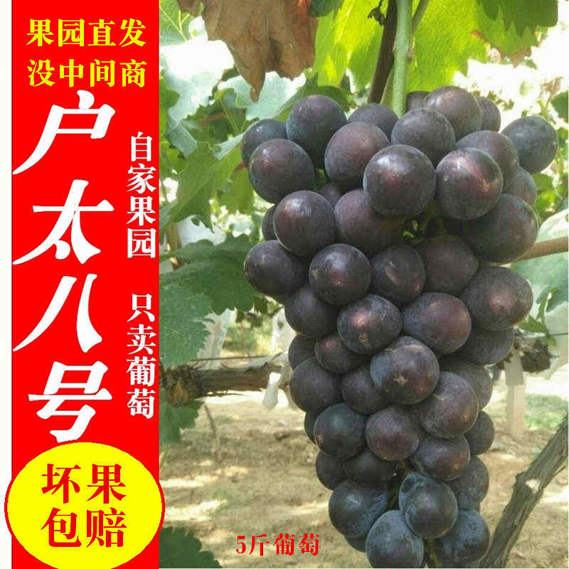 正宗户太八号葡萄感亲现摘现发