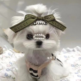 韩版马尔济斯犬小体狗狗纯种家养犬活物活体小体犬可爱原装小狗狗