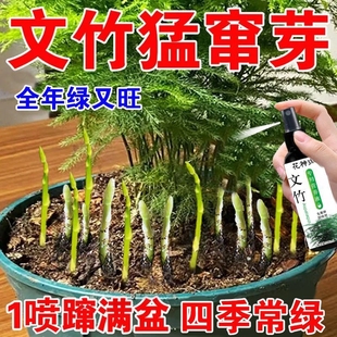 文竹营养液专用肥花肥料盆栽植物花肥料水培盆景治叶子发黄免稀释