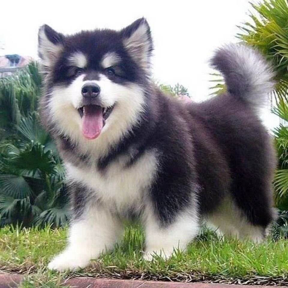 纯种阿拉斯加幼犬活体大型雪撬犬哈士奇家养动物灰桃红阿拉宠物狗|ruв категории животное/Животное питание и принадлежностей, собака - от Buy2taobao.com для оказания профессиональной услуги покупки агента Taobao