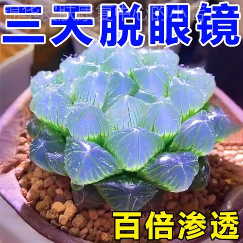 【50倍渗治视力】缓解眼干眼涩疲劳叶黄素眼睛贴学生青少年护眼贴
