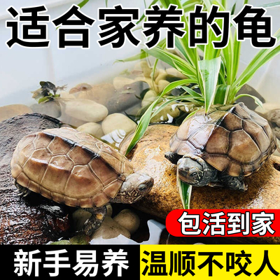 【新手入门款】温顺的中华草龟