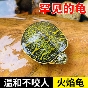 纯种火焰小乌龟活物易存活半水迷你认主罕见的龟适合家养的乌龟