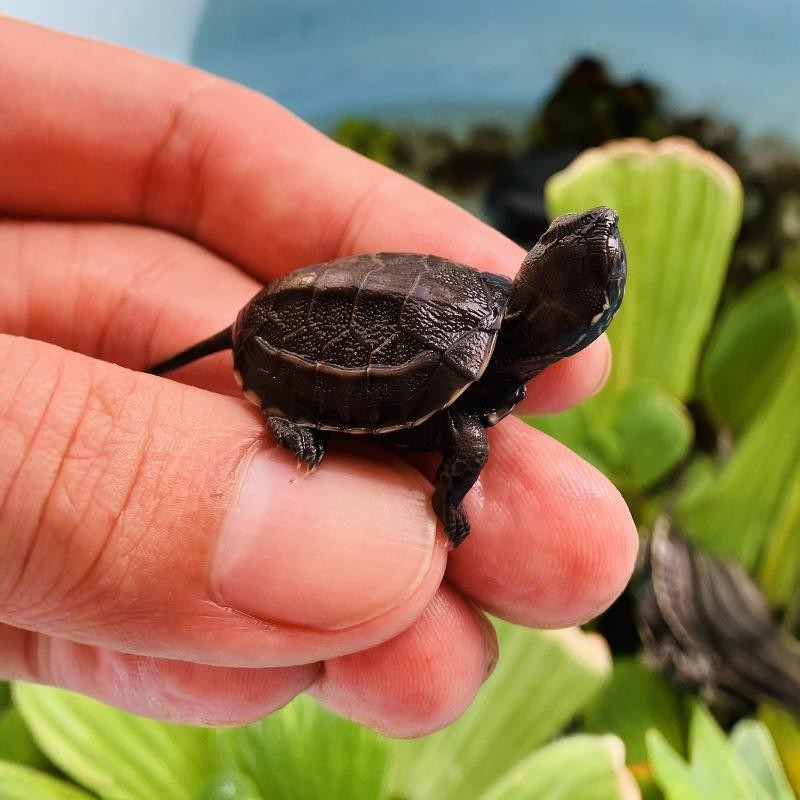 中华草龟苗认主人迷你观赏小乌龟活物适合家养的水生儿童呆萌
