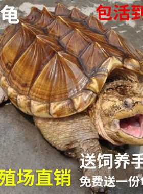 鳄龟苗活体鳄鱼龟大杂佛鳄龟纯佛佛鳄刺鳄观赏幼苗可食用鳄龟