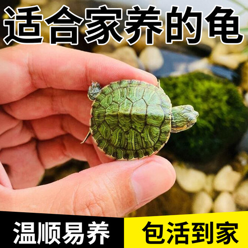 适合家养的巴西迷你小乌龟活物可认主龟苗