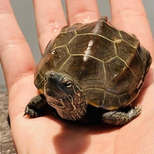 乌龟活物中华草龟罕见大只认主玄武适合家养的一公一母