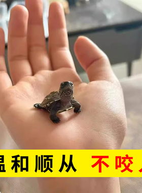 会认主人的小乌龟活物中华草龟苗纯种精品迷你适合家养的乌龟