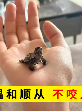 性格好不咬人超级亲人的龟龟