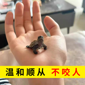 会认主人的小乌龟活物中华草龟苗纯种精品迷你适合家养的乌龟