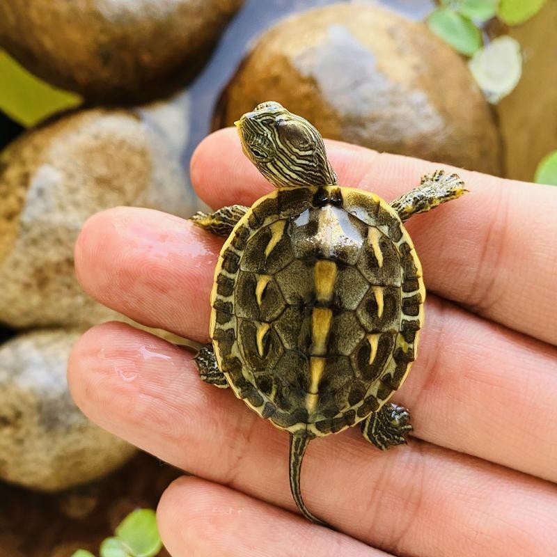 认主的乌龟活物纯种花龟中华珍珠龟迷你可下蛋易存活家养的乌龟