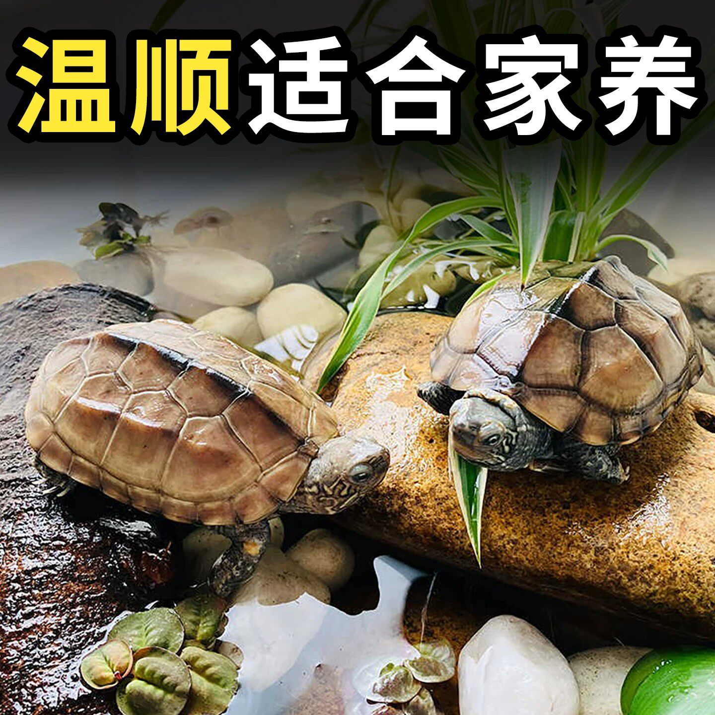 温顺不咬人大乌龟活物苏北金线中华草龟纯种一公一母适合家养的龟
