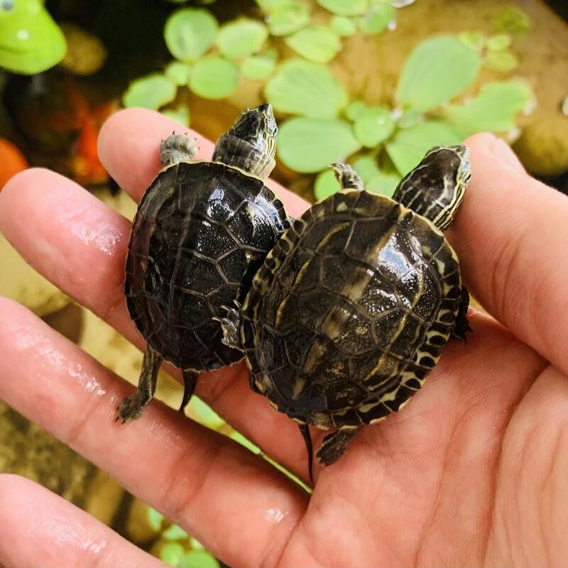 花草杂龟苗活体乌龟认主罕见适合家养的乌龟