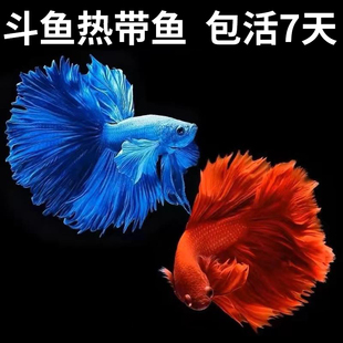 泰国斗鱼大红袍婚纱鱼不用打氧气热带淡水生命力强的鱼