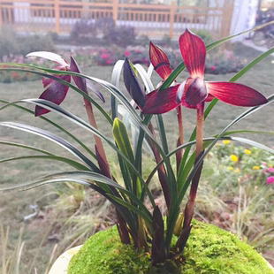 兰花苗春兰娄山红带花苞名贵兰花室内盆栽花卉带盆种好品种大全