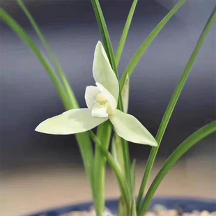 名贵兰花苗春兰铭品白雪冰心带花苞好养室内阳台浓香花卉品种大全