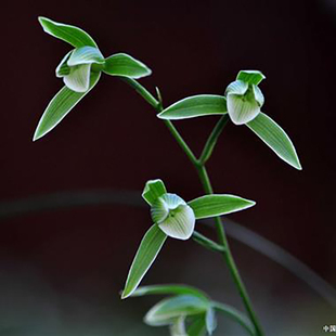 兰花苗盆栽植物室内寒兰天道素带花苞浓香名贵好养花卉品种大全