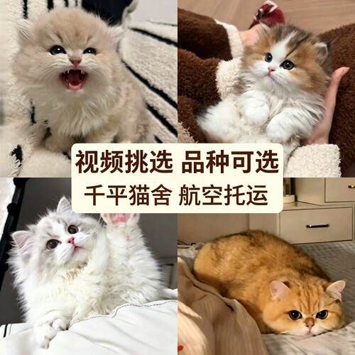 金渐层缅因矮脚可爱猫咪幼猫