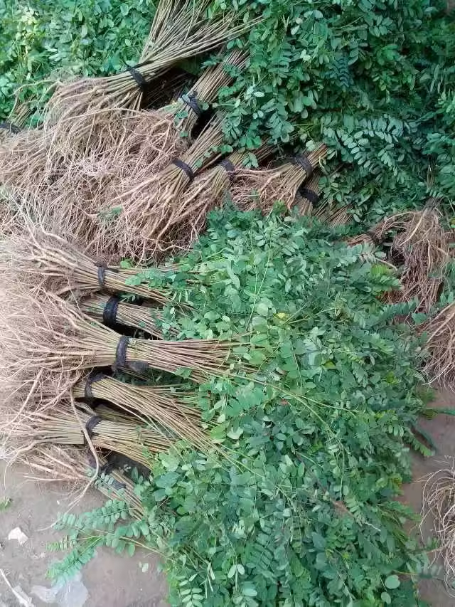 紫穗槐苗刺槐小苗紫穗槐树苗紫穗槐小苗耐旱耐寒护林固土堤坝护坡