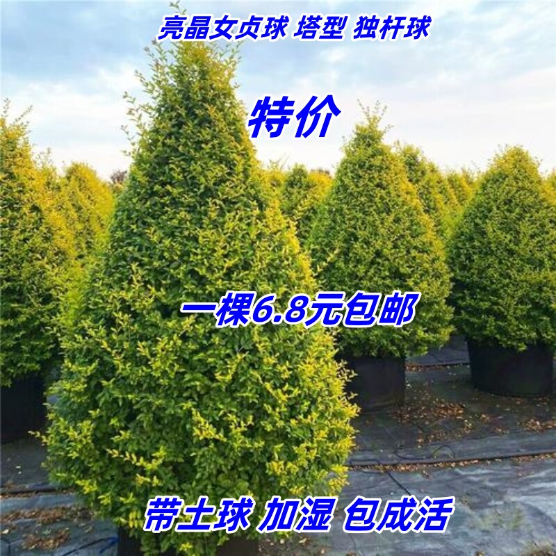亮晶女贞树苗花镜女贞球耐寒四季常青阳台地栽绿篱庭院行道绿化苗