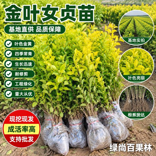 金叶女贞苗小叶女贞苗耐寒绿化苗