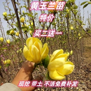 庭院行道树观花植物紫白黄玉兰苗广玉兰荷花树苗四季常青当年开花