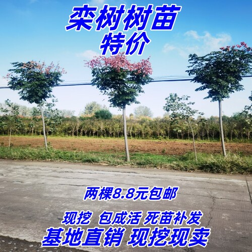 行道树绿化苗木庭院占地拆迁