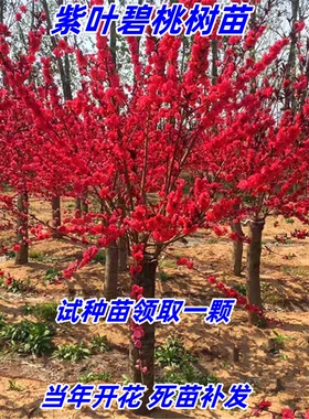 观赏桃花树苗紫叶碧桃苗绿化苗紫叶桃树苗红叶碧桃苗庭院工程地栽