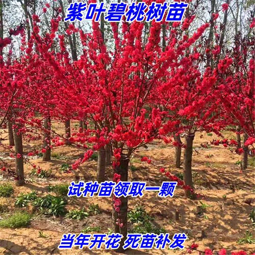 紫叶碧桃观赏桃花庭院工程