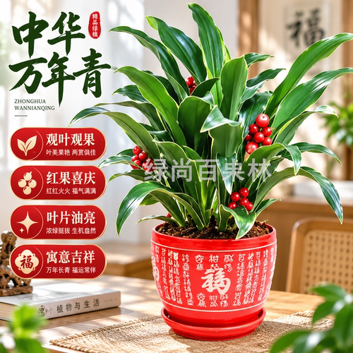 四季长青冬季耐寒万年青观赏花卉