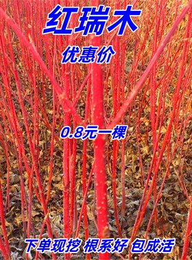 绿化苗红瑞木夏季多年生庭院植物