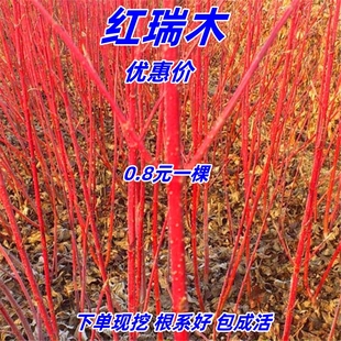 红瑞木红麻球水培红柳枝条彩色植物树苗南北方庭院工程园林绿化苗