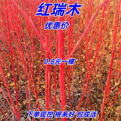 绿化苗红瑞木夏季多年生庭院植物