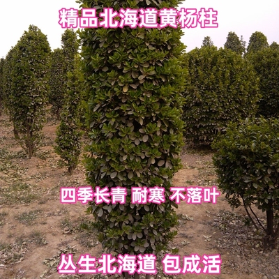 篱笆苗黄杨北海道黄杨四季常青