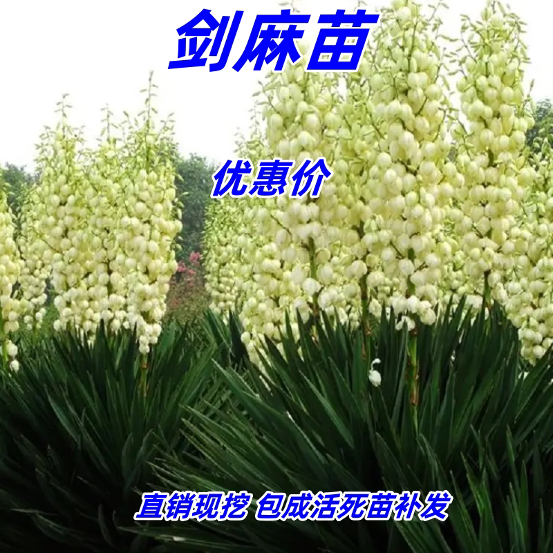 剑麻凤尾丝兰耐旱耐寒四季常青庭院阳台篱笆护栏护坡盆栽地被植物