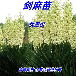 剑麻凤尾丝兰耐旱耐寒四季常青庭院阳台篱笆护栏护坡盆栽地被植物