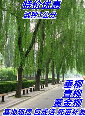 南北方垂柳黄金柳庭院遮阳风景树
