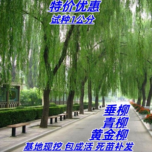 垂柳树苗垂杨柳苗青皮柳黄金柳金丝垂柳南北方种植庭院遮阳风景树