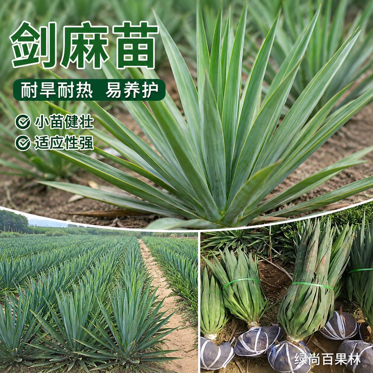 剑麻凤尾丝兰耐旱耐寒四季常青庭院阳台篱笆护栏护坡盆栽地被植物