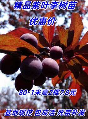 耐寒树苗紫叶李庭院别墅南北方