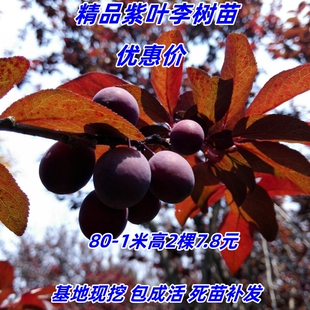 紫叶李树苗速生红叶李子苗南北方庭院别墅行道耐寒当年开花结果