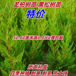 龙柏苗公园小区绿化篱笆墙围栏种植龙柏树苗四季长青耐寒苗木易活