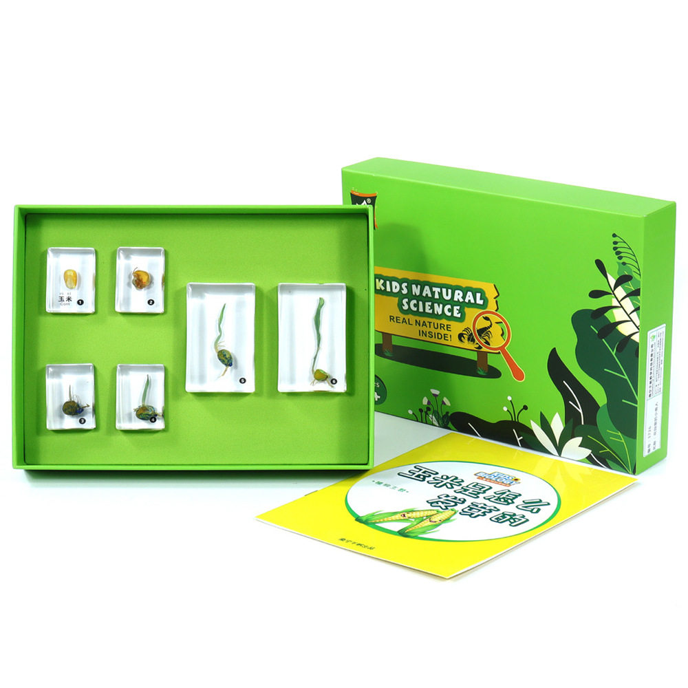 玉米是怎么发芽的标本琥珀式有机包埋幼儿园宝宝亲子早教儿童玩具,文具电教/文化用品/商务用品,教学标本/模型,淘宝优惠券,粉丝福利购,淘宝优惠卷